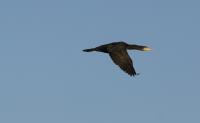 IMG_5505-11.jpg