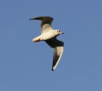 IMG_5551-11.jpg