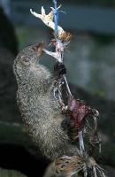 IMG_2566-1.jpg