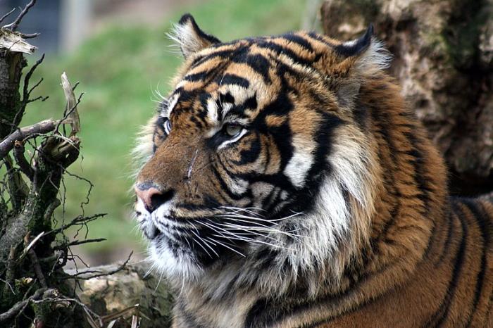 zoo46.jpg