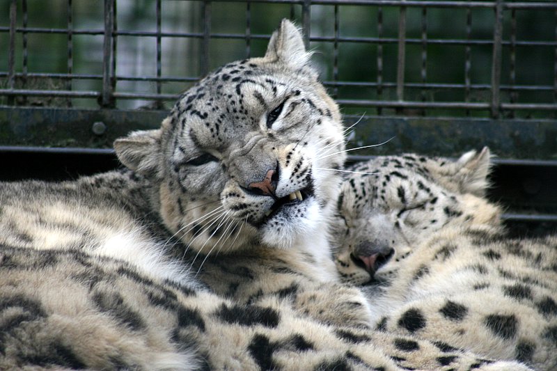 zoo43.jpg