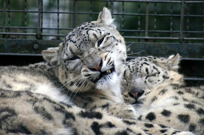 zoo43.jpg
