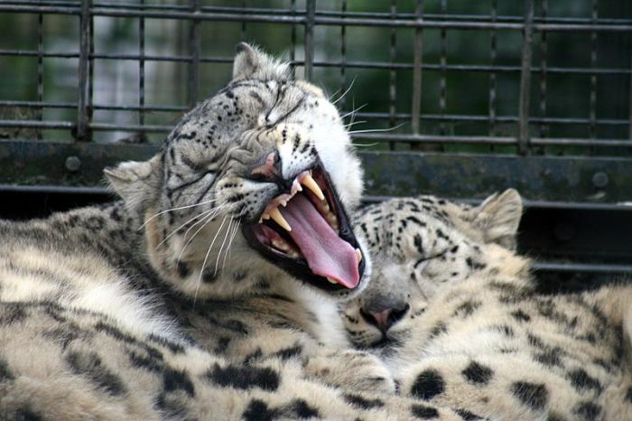 zoo42.jpg