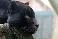 zoo70.jpg