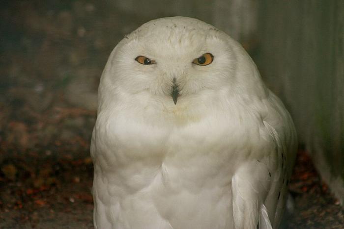krefeldzoo029.jpg