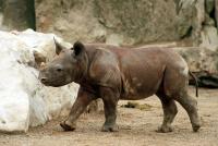 krefeldzoo036.jpg