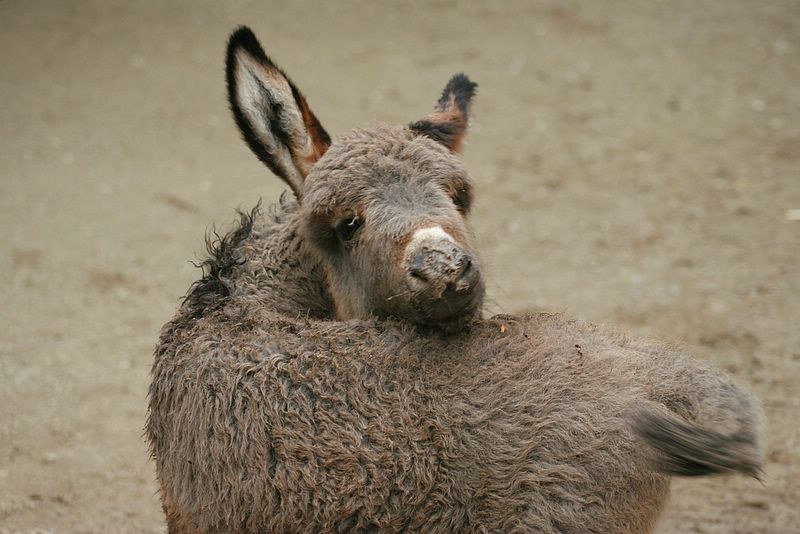 krefeldzoo001.jpg