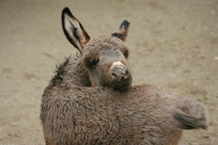 krefeldzoo001.jpg