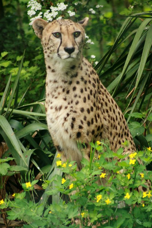 krefeldzoo002.jpg