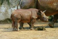 krefeldzoo017.jpg