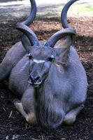 KrZoo0606_hirsch.jpg