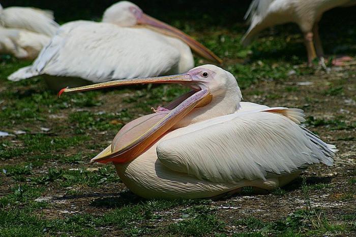 KrZoo0606_pelikan.jpg