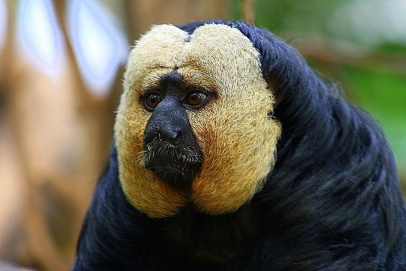 KrZoo0606_saki.jpg