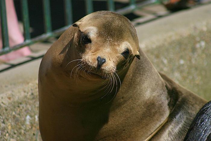 KrZoo0606_seeloewe.jpg