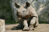 krzoo010606_005.jpg