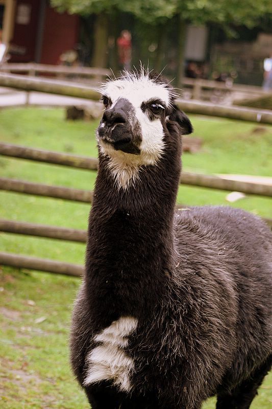 KrZoo0606_alpaka.jpg