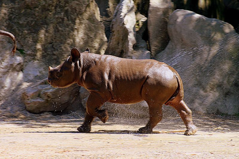 KrZoo0606_davu2.jpg