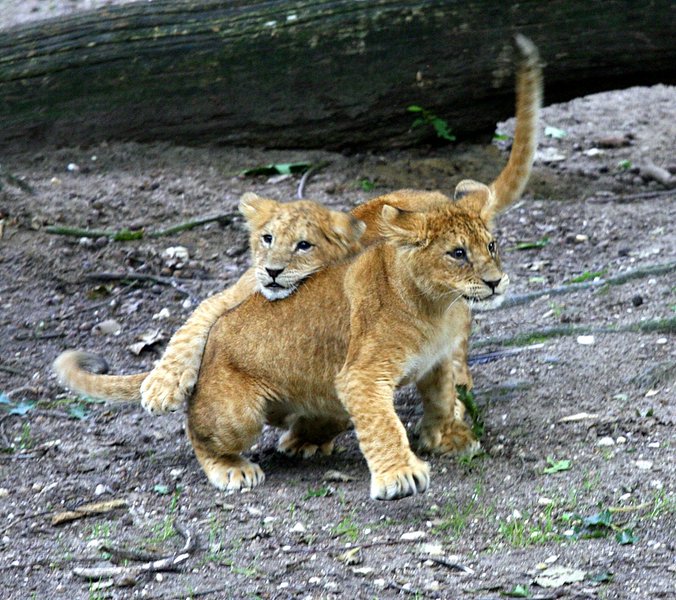 BurgersZooIMG_8498-1.jpg