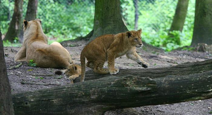 BurgersZooIMG_8439-1.jpg