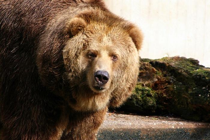 Du_1006_baer.jpg