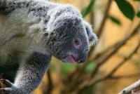 Du_1006_koala5.jpg