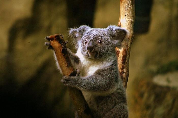 koala.jpg