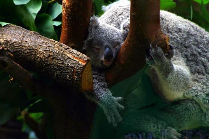 koala1.jpg