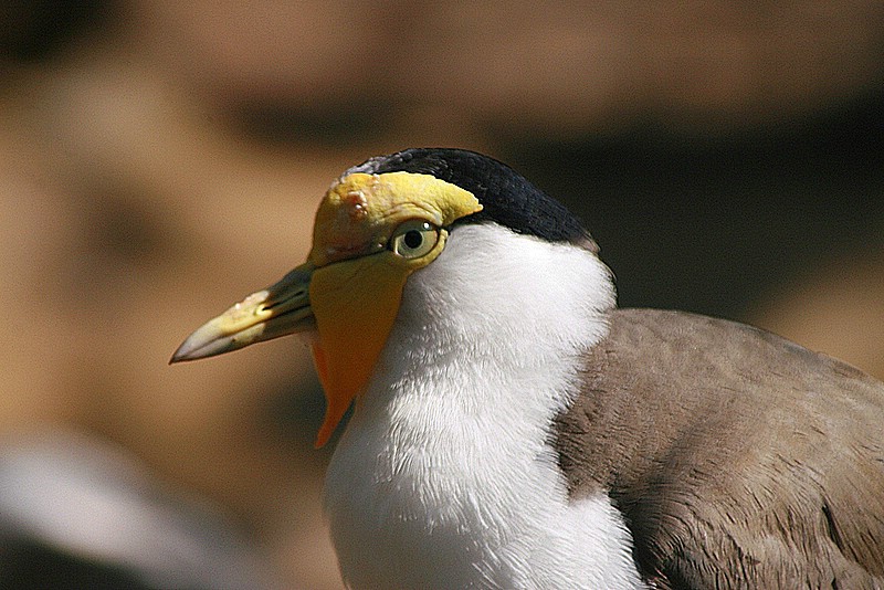 DuApr07_maskenkiebitz.jpg
