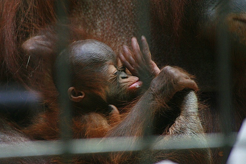 DuApr07_orang.jpg