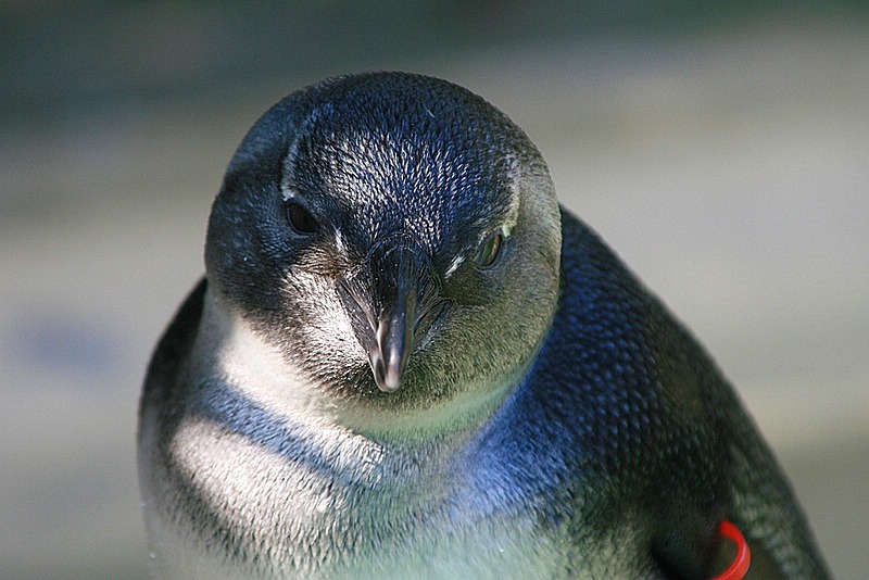 DuApr07_pinguin.jpg