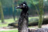 emu-1.jpg