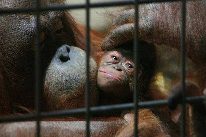 orang-1.jpg