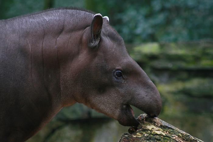 tapir-1.jpg
