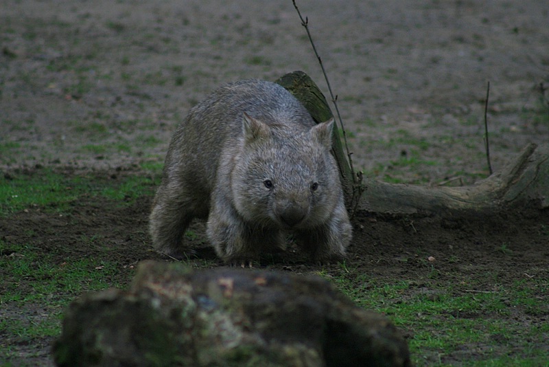 wombat1-1.jpg