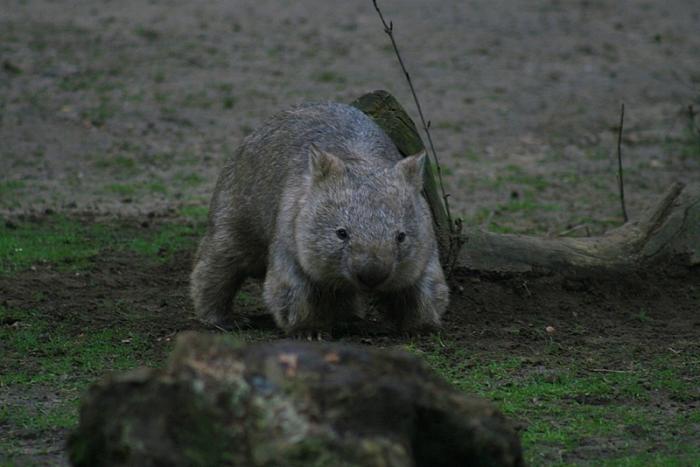 wombat1-1.jpg