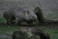 wombat-1.jpg