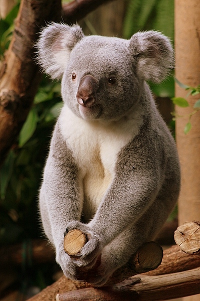 koala1-1.jpg