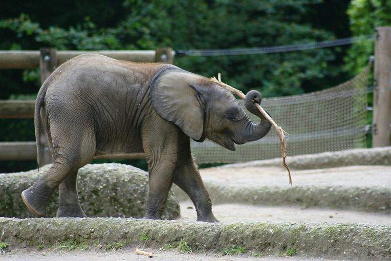 wuzoo280506_005.jpg