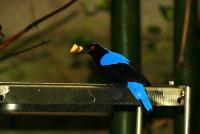 k_1006_vogel.jpg
