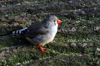 IMG_9065-1.jpg