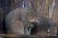 IMG_9156-1.jpg