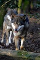 IMG_9208-1.jpg