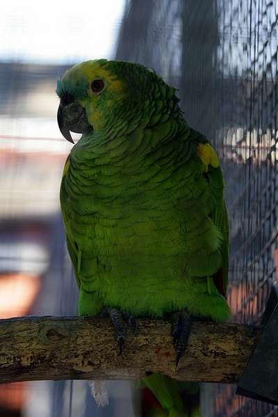 blaustirnamazone-1.jpg