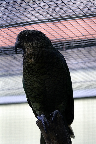kea-1.jpg