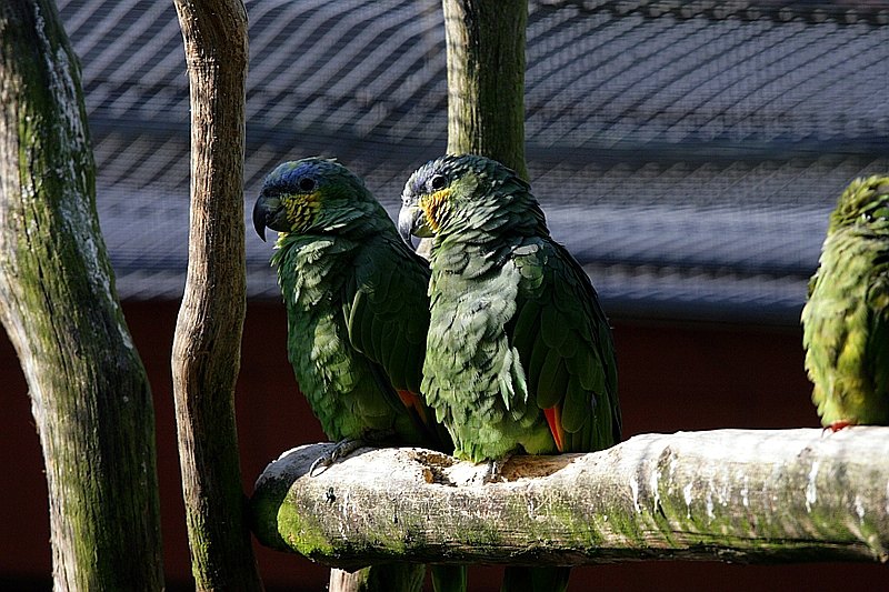 venezuela_amazone-1.jpg