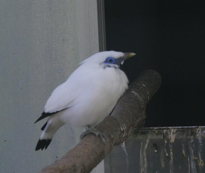 balistar-1.jpg